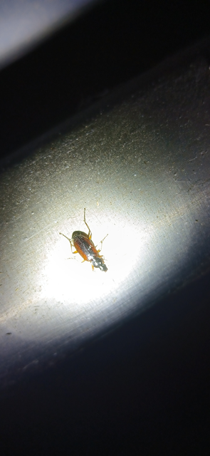 Agonum thoreyi - hosszúnyakú kisfutó Agonum thoreyi - hosszúnyakú kisfutó