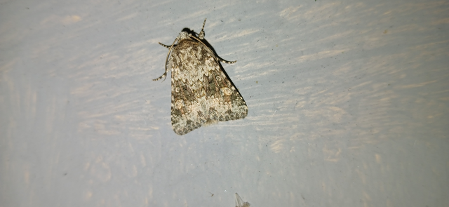 Hecatera dysodea - parajbagoly
