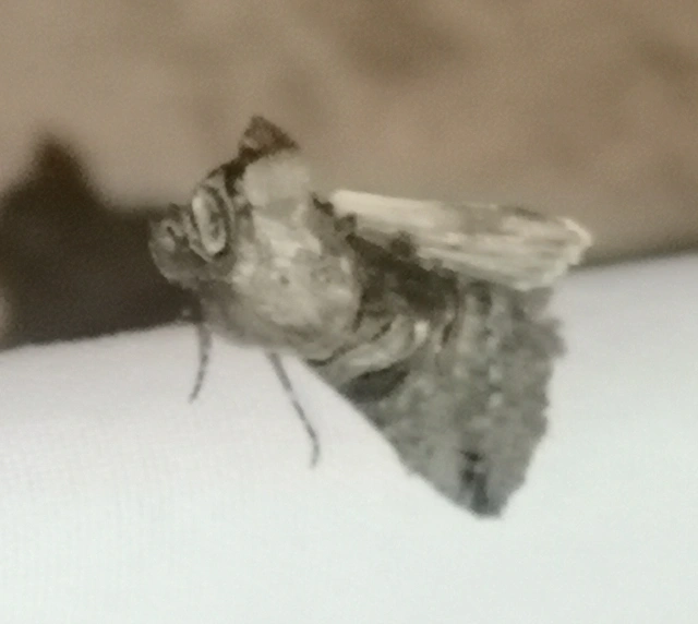 Abrostola tripartita - szürkeövű csalánbagoly