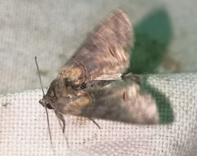 Abrostola triplasia - közönséges csalánbagoly