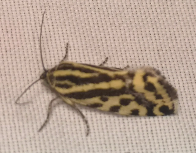 Emmelia trabealis - zebrabagoly