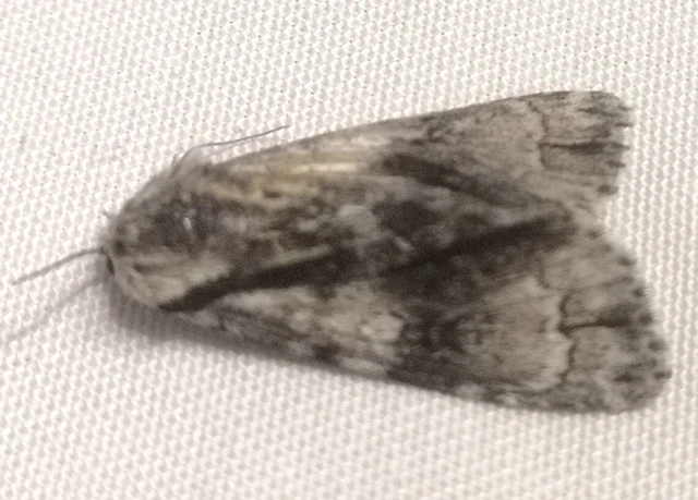 Acronicta alni - éger-szigonyosbagoly