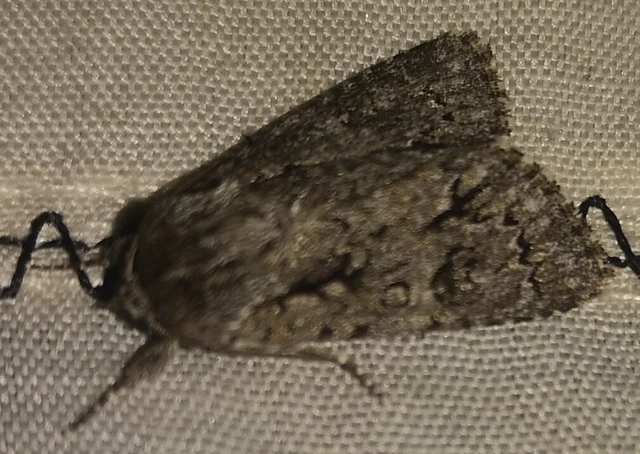 Acronicta auricoma - aranyos szigonyosbagoly