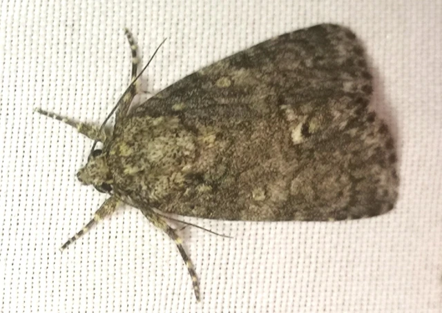 Acronicta rumicis - sóska-szigonyosbagoly Acronicta rumicis - sóska-szigonyosbagoly