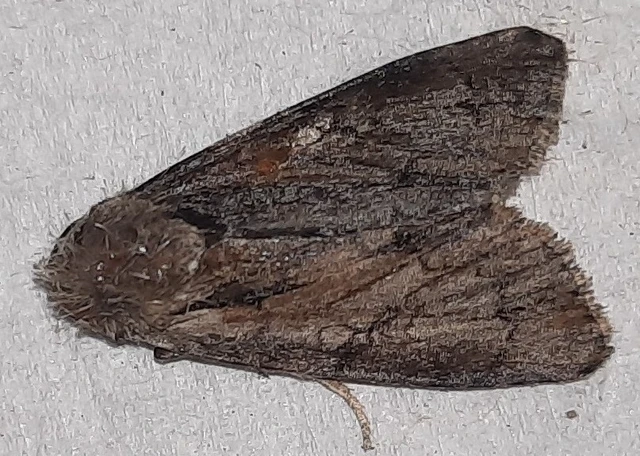 Acronicta cuspis/tridens/psi