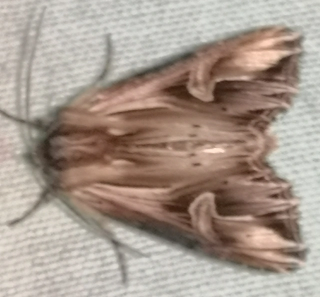Actinotia polyodon - nagy sugarasbagoly