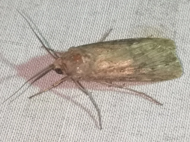 Agrotis ipsilon - nagy földibagoly