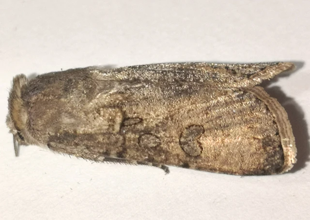Agrotis segetum - vetési földibagoly