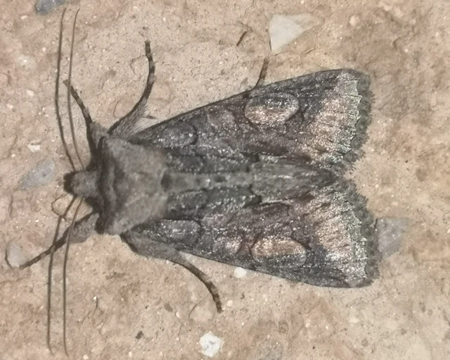 Allophyes oxyacanthae - galagonyabagoly