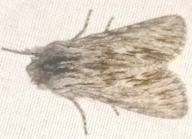Asteroscopus sphinx - csillagnéző bundásbagoly