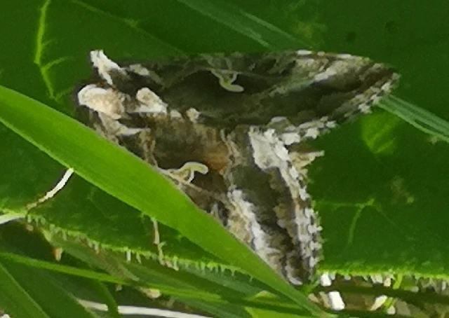 Autographa gamma - gammalepke