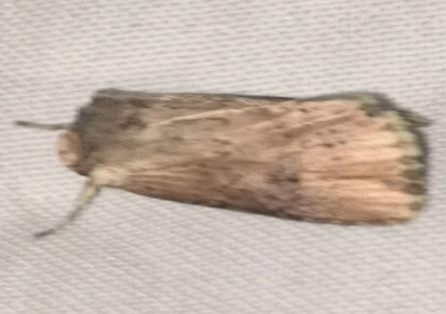 Axylia putris - vonalkás földibagoly