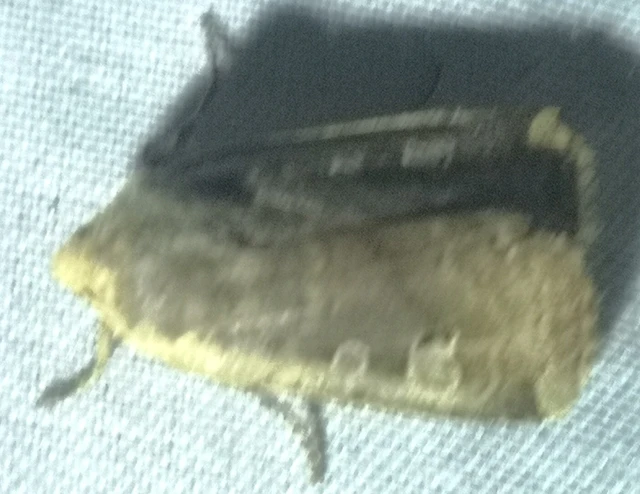 Conistra erythrocephala - vörösfejű őszibagoly