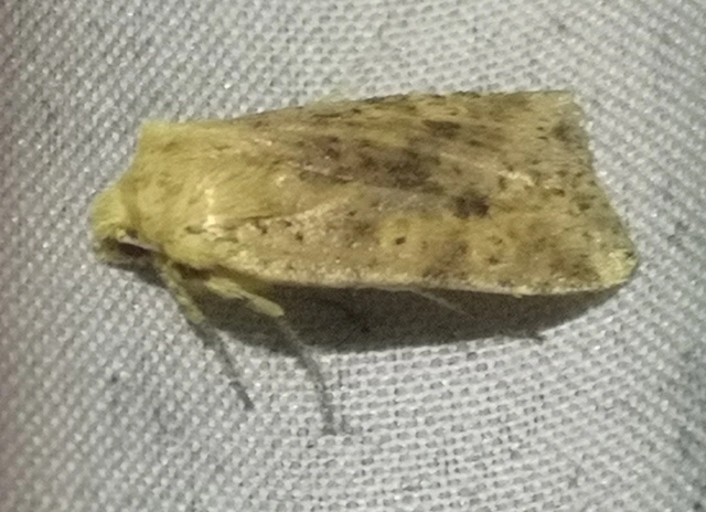 Conistra rubiginea - vörös őszibagoly