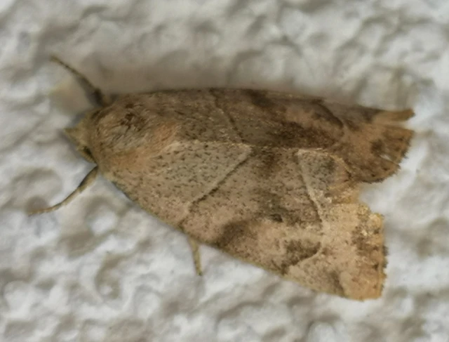 Cosmia trapezina - közönséges lombbagoly