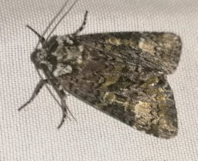 Craniophora ligustri - fagyalbagoly