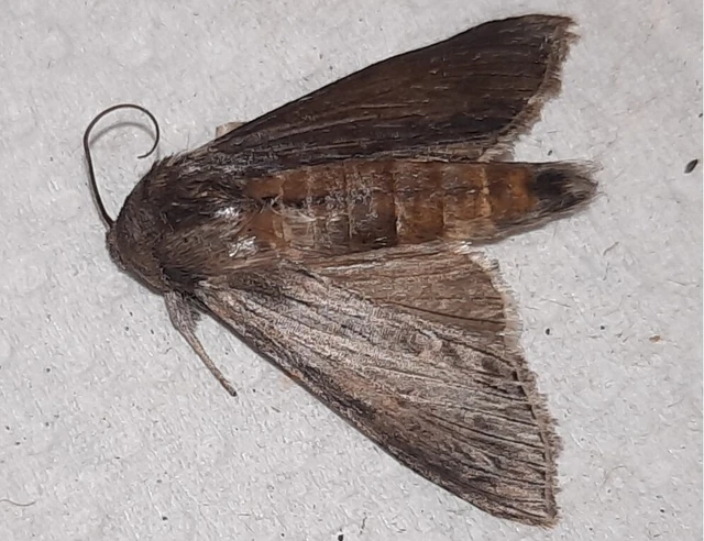 Cucullia umbratica - közönséges csuklyásbagoly
