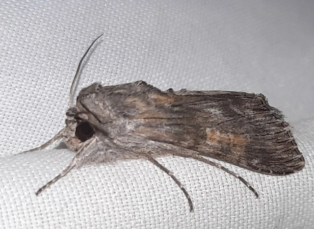 vasvirág-csuklyásbagoly - Cucullia xeranthemi