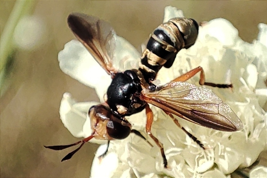 Conops insignis