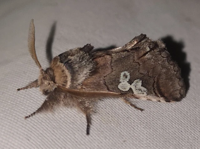 Diloba caeruleocephala - őszi kékesbagoly