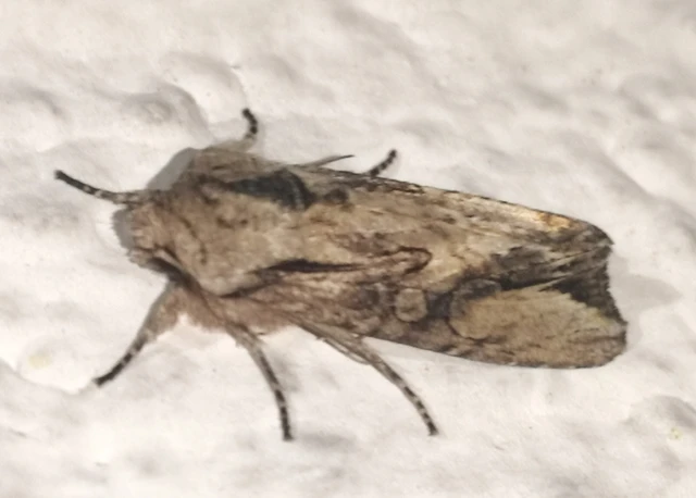 Egira conspicillaris - változékony szürkebagoly