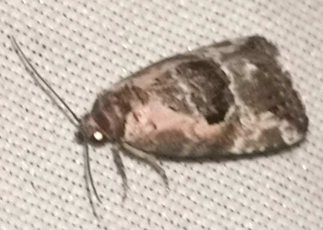 Hapalotis venustula - rózsaszínű mázasbagoly