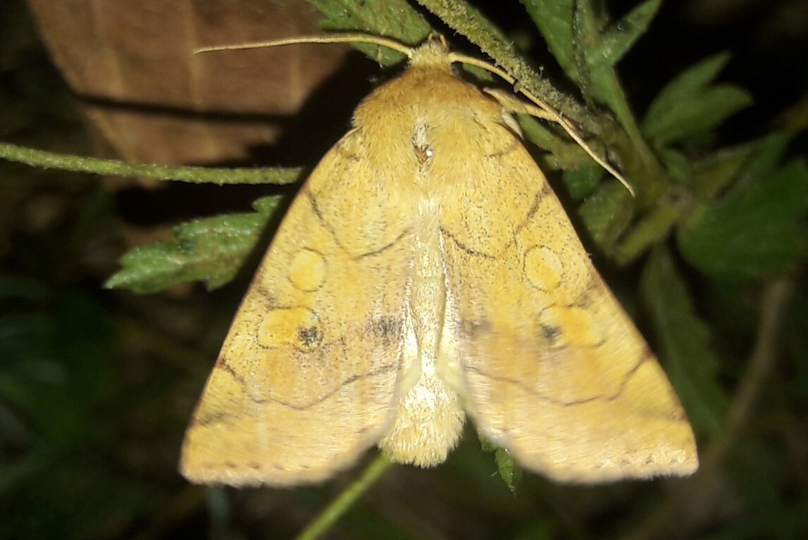 Enargia paleacea - sárga nyárfabagoly