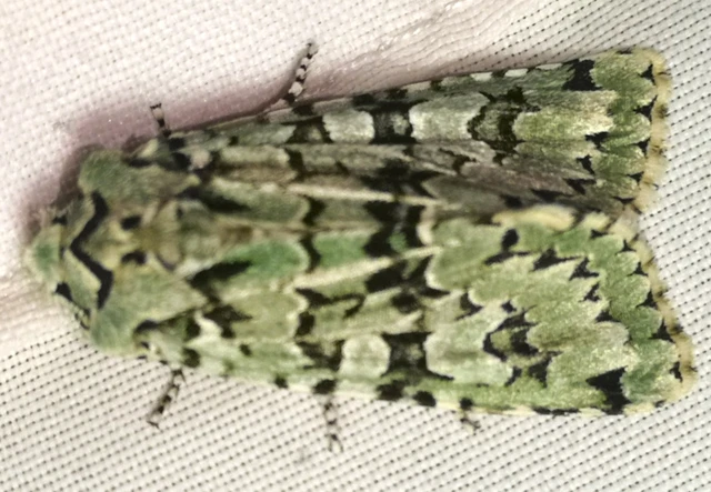 Griposia aprilina - őszi zöldbagoly