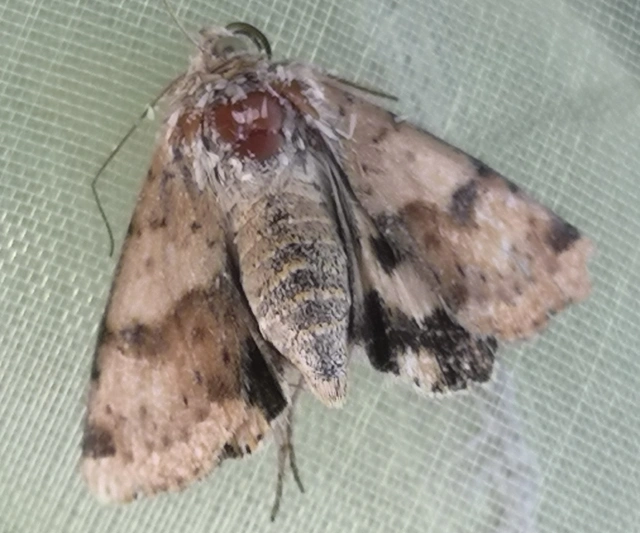 Heliothis viriplaca - mácsonyabagoly