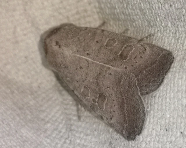 Hoplodrina blanda - sötét selymesbagoly