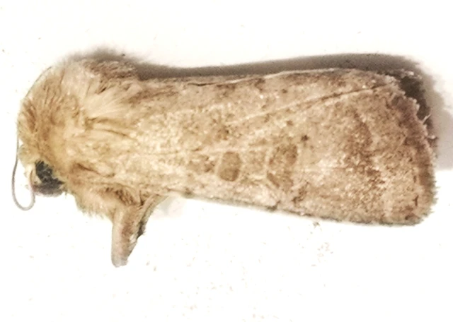 Hoplodrina superstes - ritka selymesbagoly