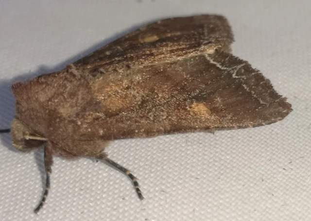 Lacanobia oleracea - saláta-kertibagoly