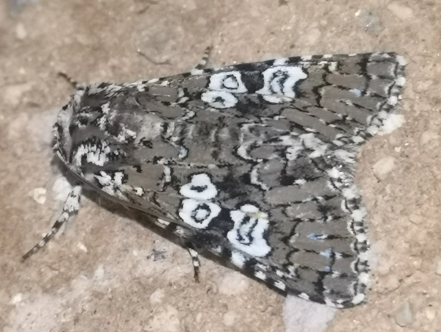 Lamprosticta culta - hármasfoltú bagoly