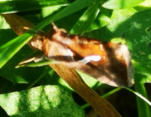 Macdunnoughia confusa - cseppfoltos ezüstbagoly
