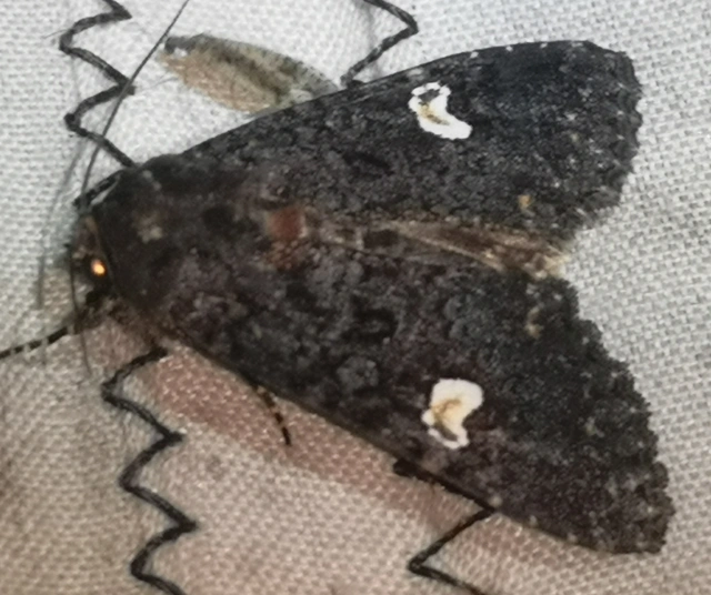 Melanchra persicariae - fehérfoltos kertibagoly