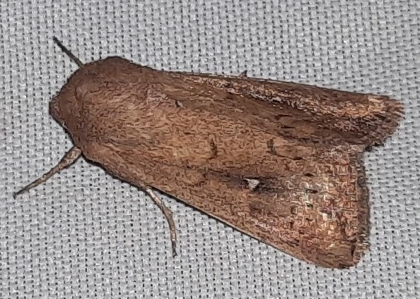 Mythimna albipuncta - fehérpettyes rétibagoly