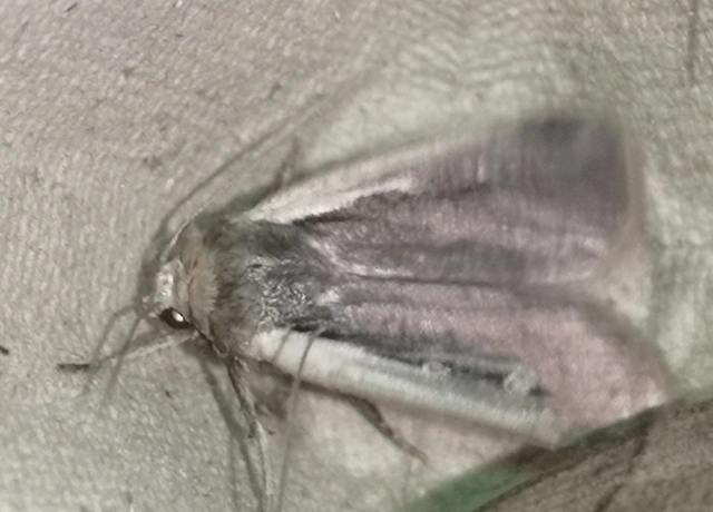 Ochropleura plecta - fehérszegélyű fűbagoly