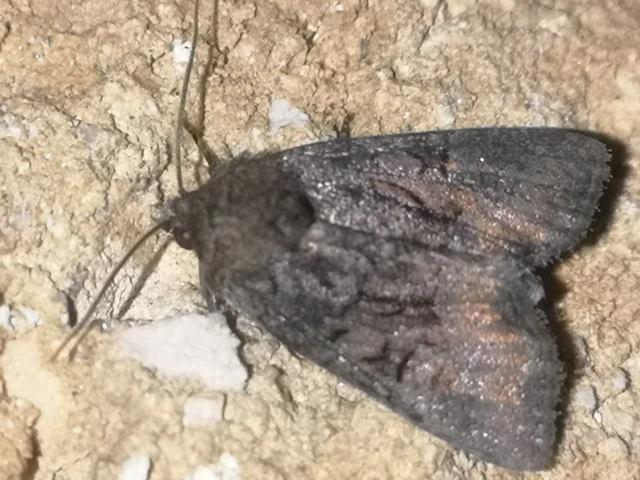 Oligia latruncula - fekete dudvabagoly