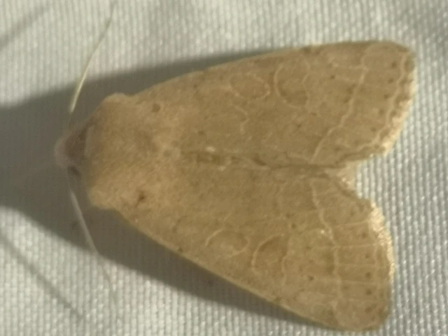 Orthosia cerasi - közepes barkabagoly