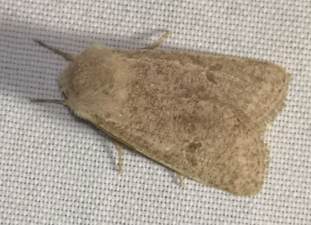 Orthosia cruda - kis barkabagoly