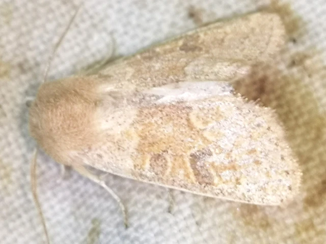 Orthosia miniosa - sárgás barkabagoly