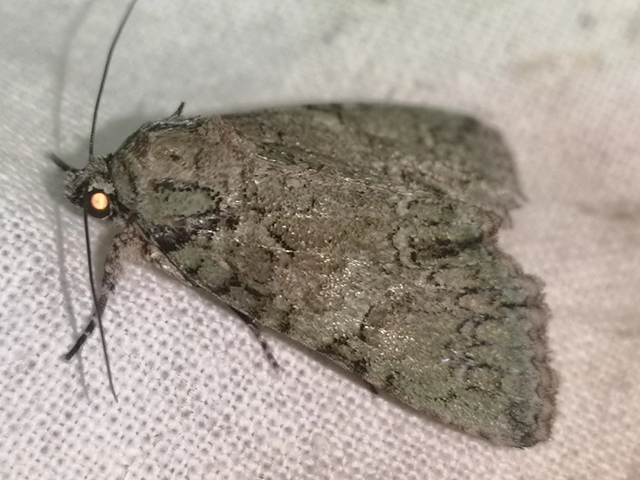 Polyphaenis sericata - selyemfényű erdeibagoly