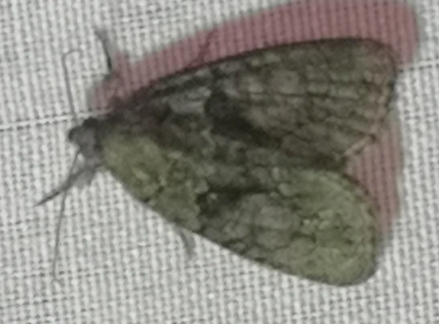 Cryphia algae - sárgászöld zuzmóbagoly