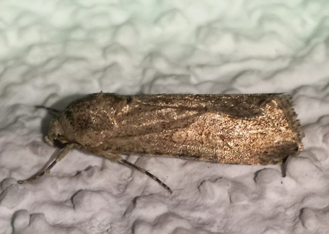 Spodoptera exigua - apró jegyesbagoly