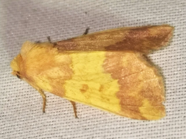 Tiliacea aurago - aranyló sárgabagoly