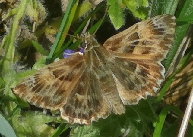 Carcharodus alceae - mályva-busalepke