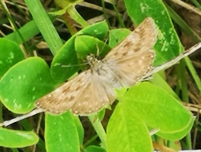 Erynnis tages - cigánylepke