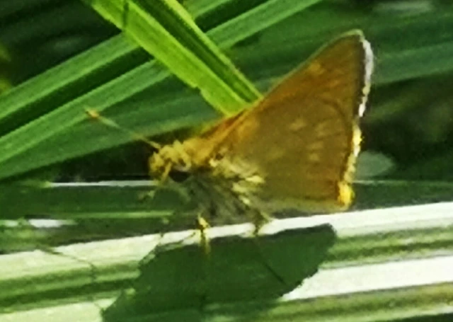 Ochlodes sylvanus - erdei busalepke