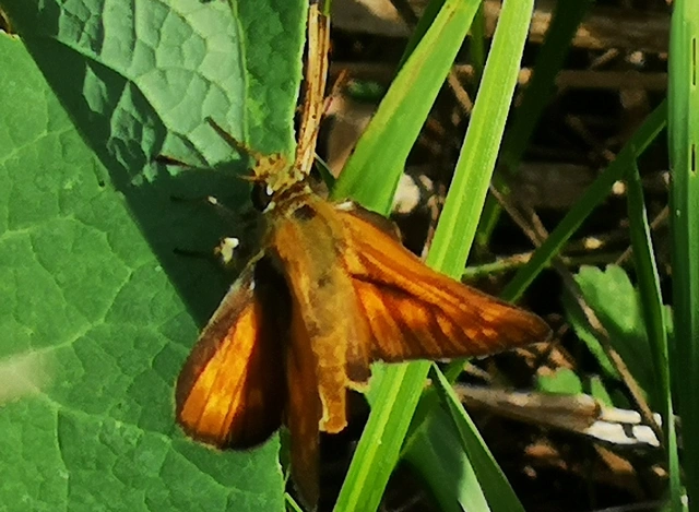 Ochlodes sylvanus - erdei busalepke