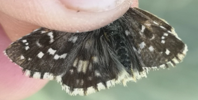 Pyrgus armoricanus - feles busalepke